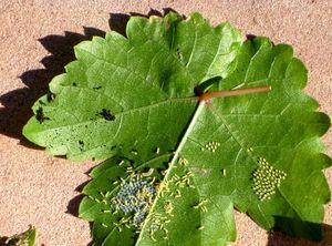 uploads/images/pest/grapes thrips.jpg